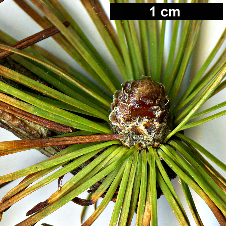 High resolution image: Family: Pinaceae - Genus: Larix - Taxon: kongboensis